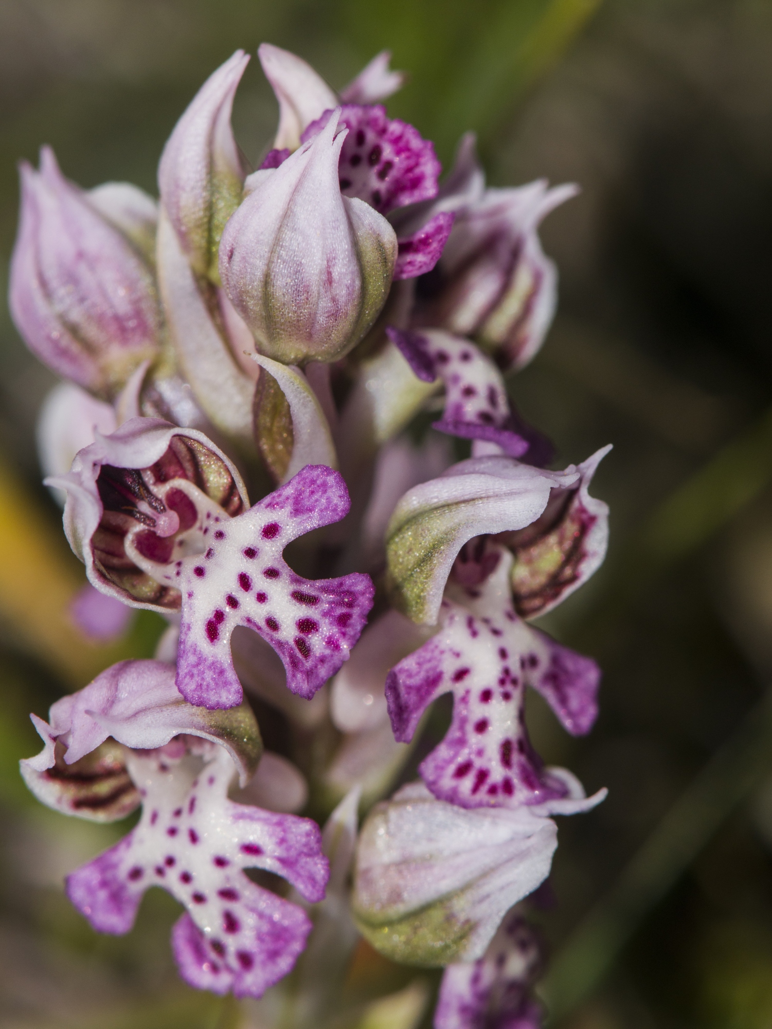 Το νέο έργο OrcHymettus «Ορχιδέες, ο άγνωστος θησαυρός του Υμηττού»